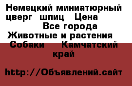 Немецкий миниатюрный(цверг) шпиц › Цена ­ 50 000 - Все города Животные и растения » Собаки   . Камчатский край